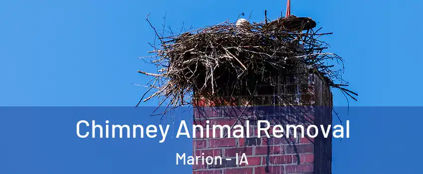 Chimney Animal Removal Marion - IA