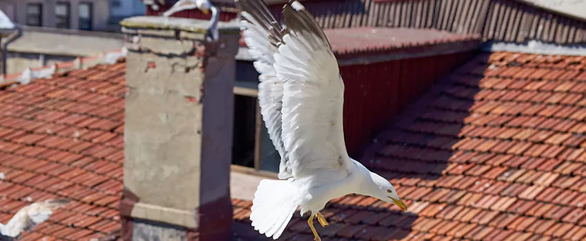 Residential Chimney Animal Removal Solution in Marion, IA